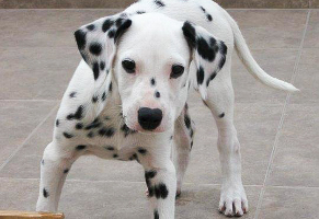 Real dalmatian